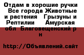 Отдам в хорошие ручки - Все города Животные и растения » Грызуны и Рептилии   . Амурская обл.,Благовещенский р-н